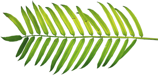 Palm Sunday Willow Chicago Blog - Palm Leaf Palm Sunday (512x256)