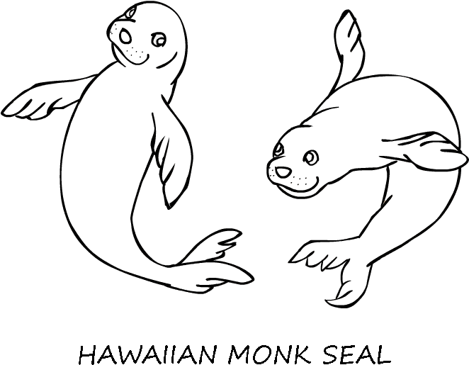 Seal Pictures To Print Printable Photos Of Cure Monk - Earless Seal (661x547)