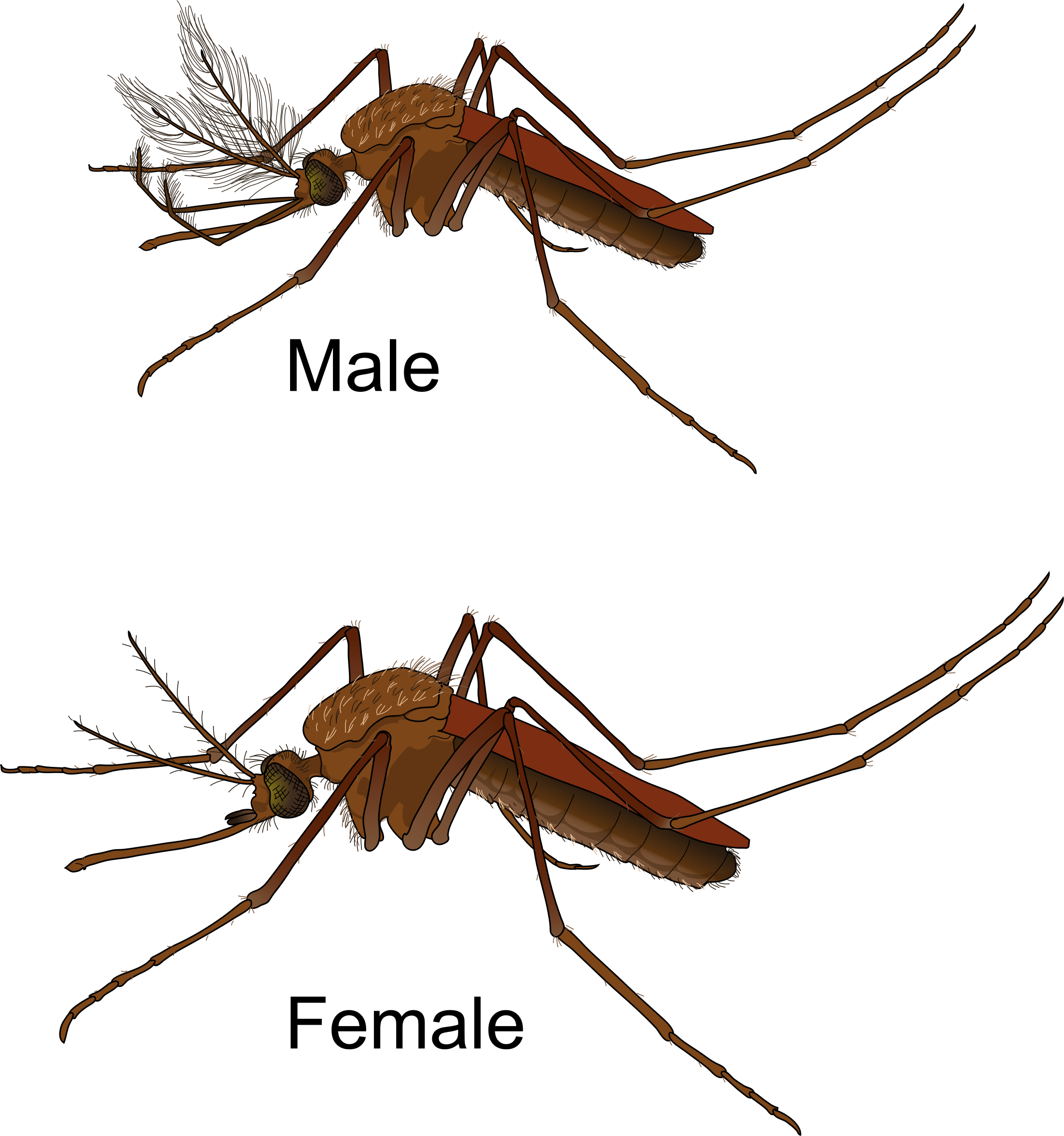 Mosquito Male And Female - Male Vs Female Mosquito (2208x2357)