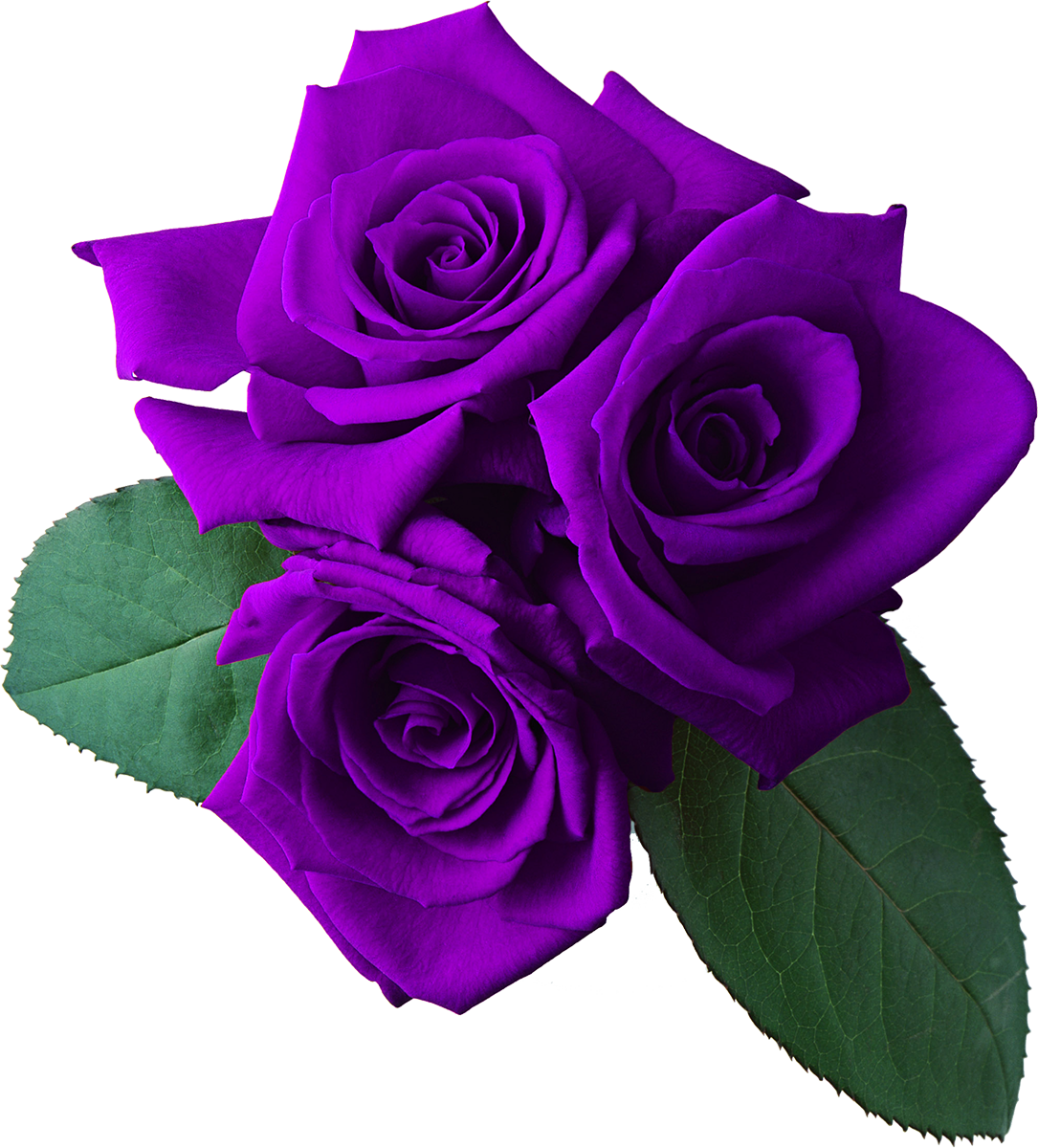 Rose Desktop Wallpaper Clip Art - Transparent Background Rose Pic Art (1085x1200)