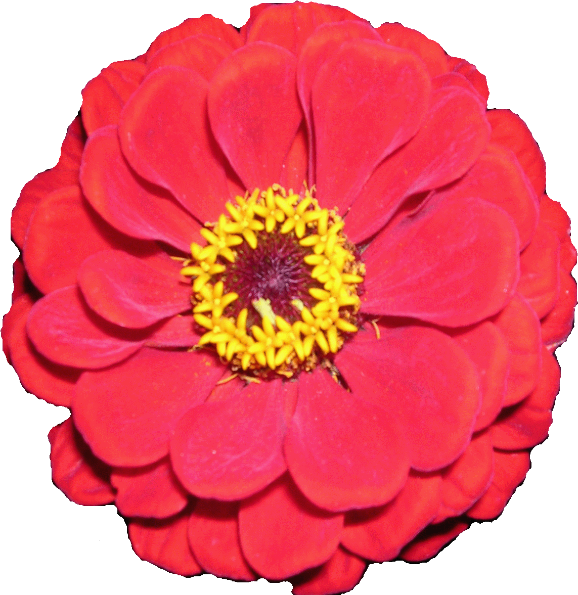 Flowers For Free Flower Clip Art Images - Flower Gif Clip Art (1200x1200)