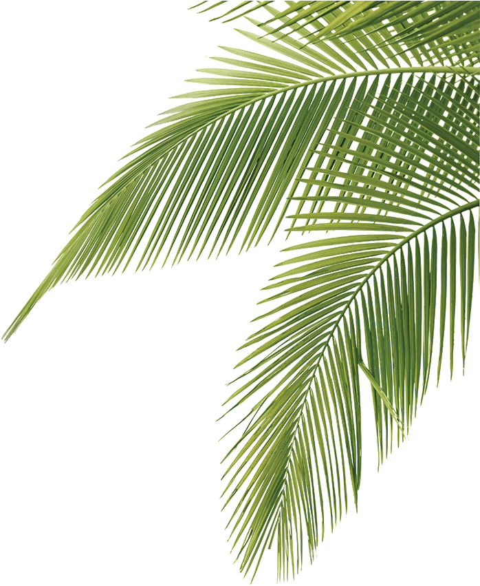 Palm Tree Leaves Png (709x853)