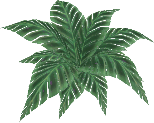 Jungle Fern - Attalea Speciosa (512x512)