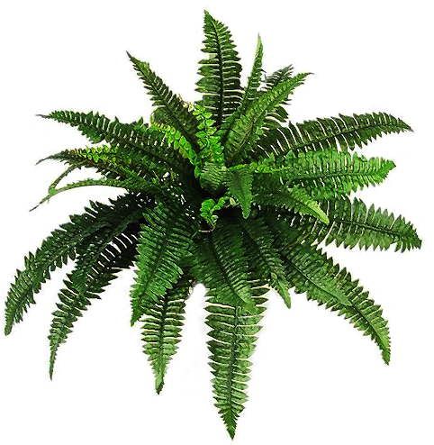 Png Plant C By Moonglowlilly - Plant Overlays Png (900x600)