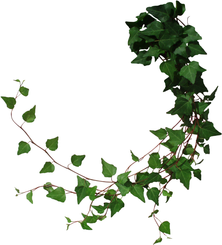 Drawn Ivy Jungle Foliage - Tree Vine Png (800x874)