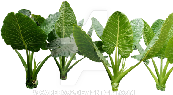 Plant Png 4 By Gareng92 On Deviantart Jungle Plants - Colocasia Gigantea Bushes Png (600x453)