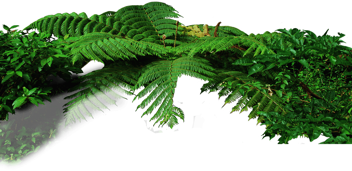 852-6888 4028 - Jungle Plants Png (1440x700)