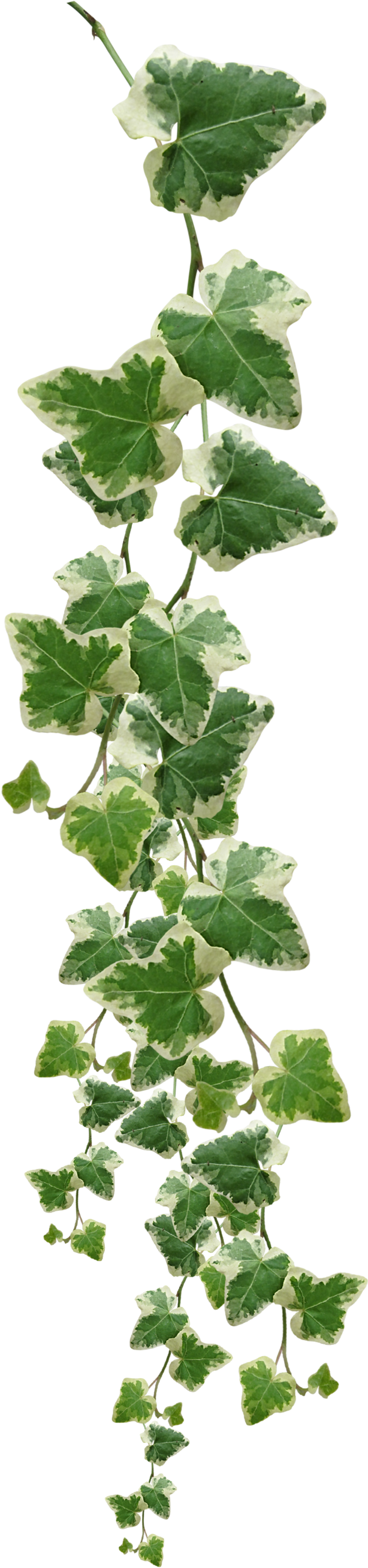 Vines Plants Png Pictures Image - Vines Plant Png (1024x3072)