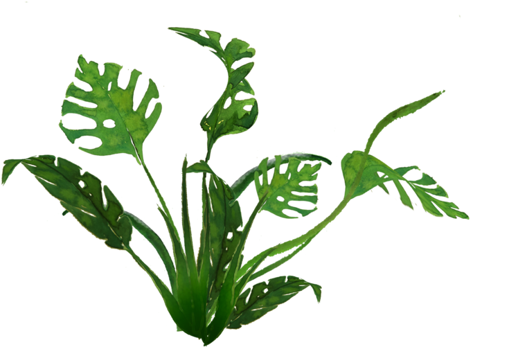 938 Jungle Plants 01 By Tigers Stock C - Houseplant (800x642)