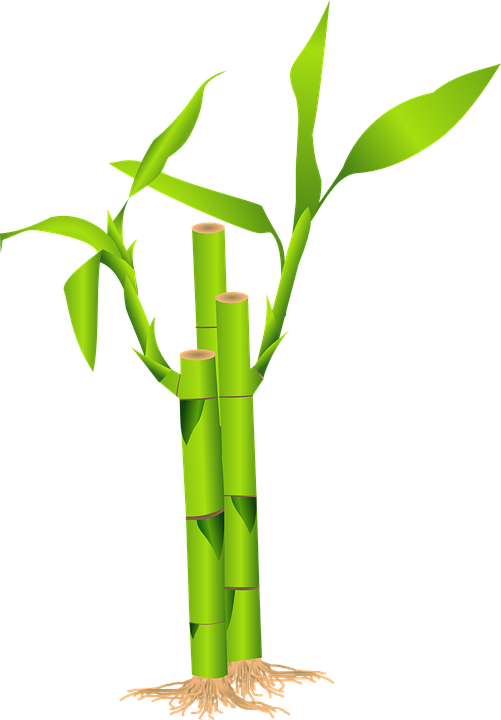 Jungle Plants Cliparts 19, Buy Clip Art - H & A Collection Bamboo Polyfill Pillow Size: King (501x720)