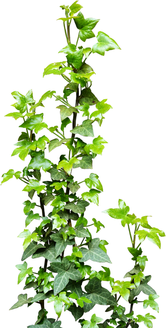 Jungle Plants Png Download Jungle Plants Png Download - Creeper Plants Png (600x1230)