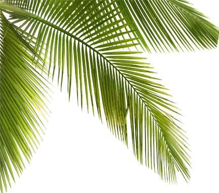 Palmtrees Palms Plants Trees Forest Jungle - Forest (432x381)