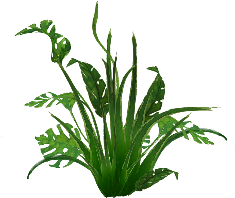 938 Jungle Plants 01 By Tigers Stock B - Grass (800x642)