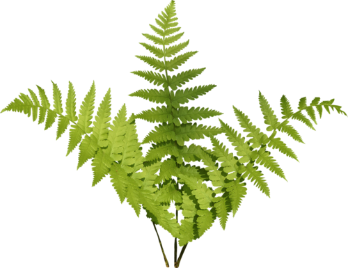 Jungle Plant - Vascular Plant (500x385)