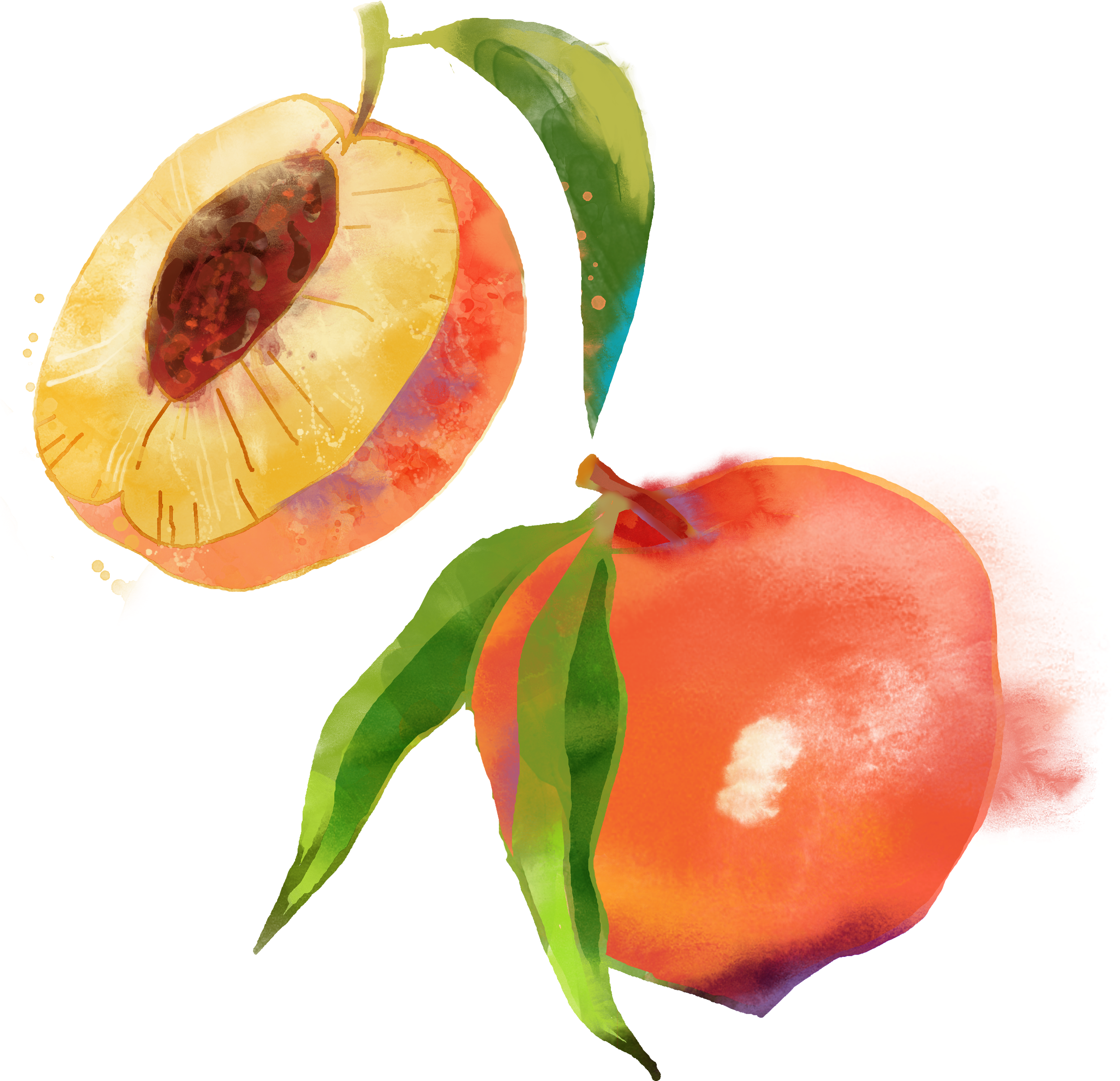 Saturn Peach Fruit Watercolor Painting - Peach (2500x2500)