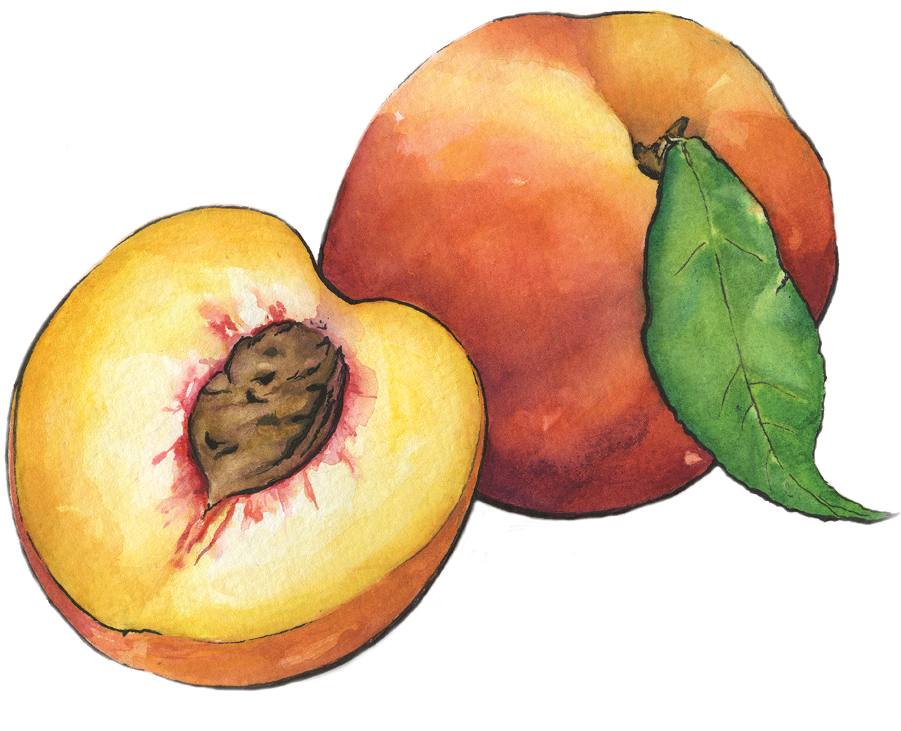 Peaches - Farm To School (1280x1031)