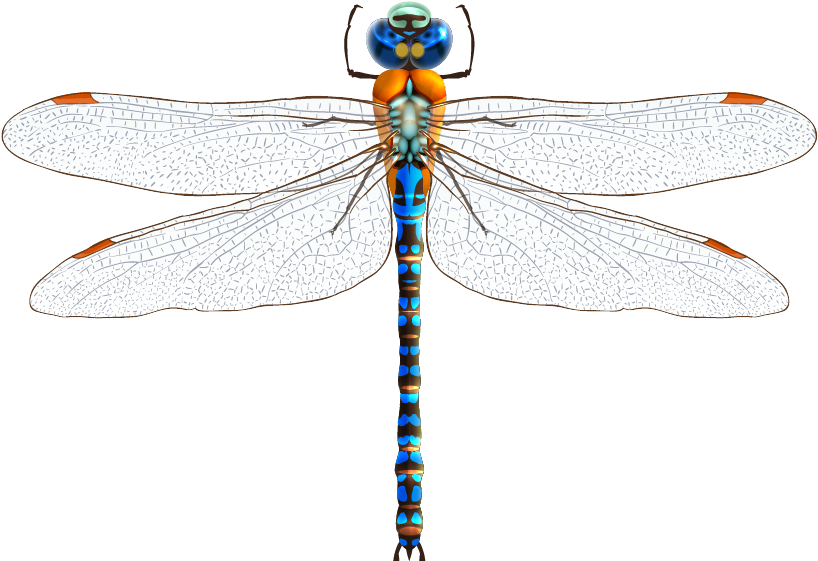Dragonfly Drawing Clip Art - Dragonfly Png (836x602)