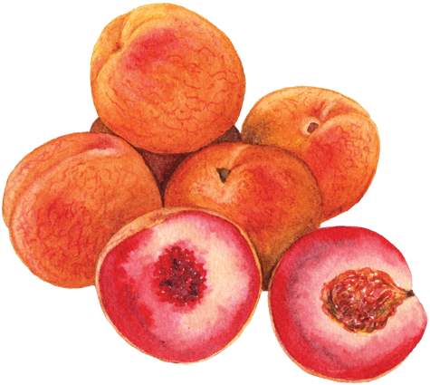 Indian Blood Peaches - Blood Peaches (500x496)
