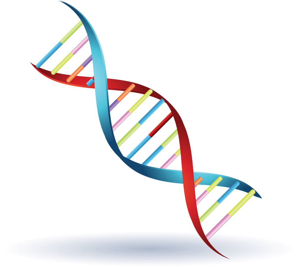 Chromosome Genetics Dna Symbol Clip Art - Genetics (1024x1024)