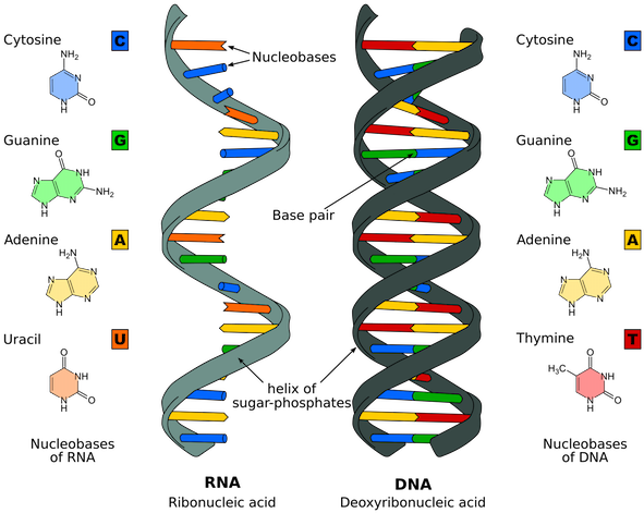Dna And Rna Drawing - Nucleic Acid (600x480)
