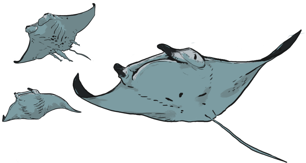 Did You Know - Manta Ray (991x536)