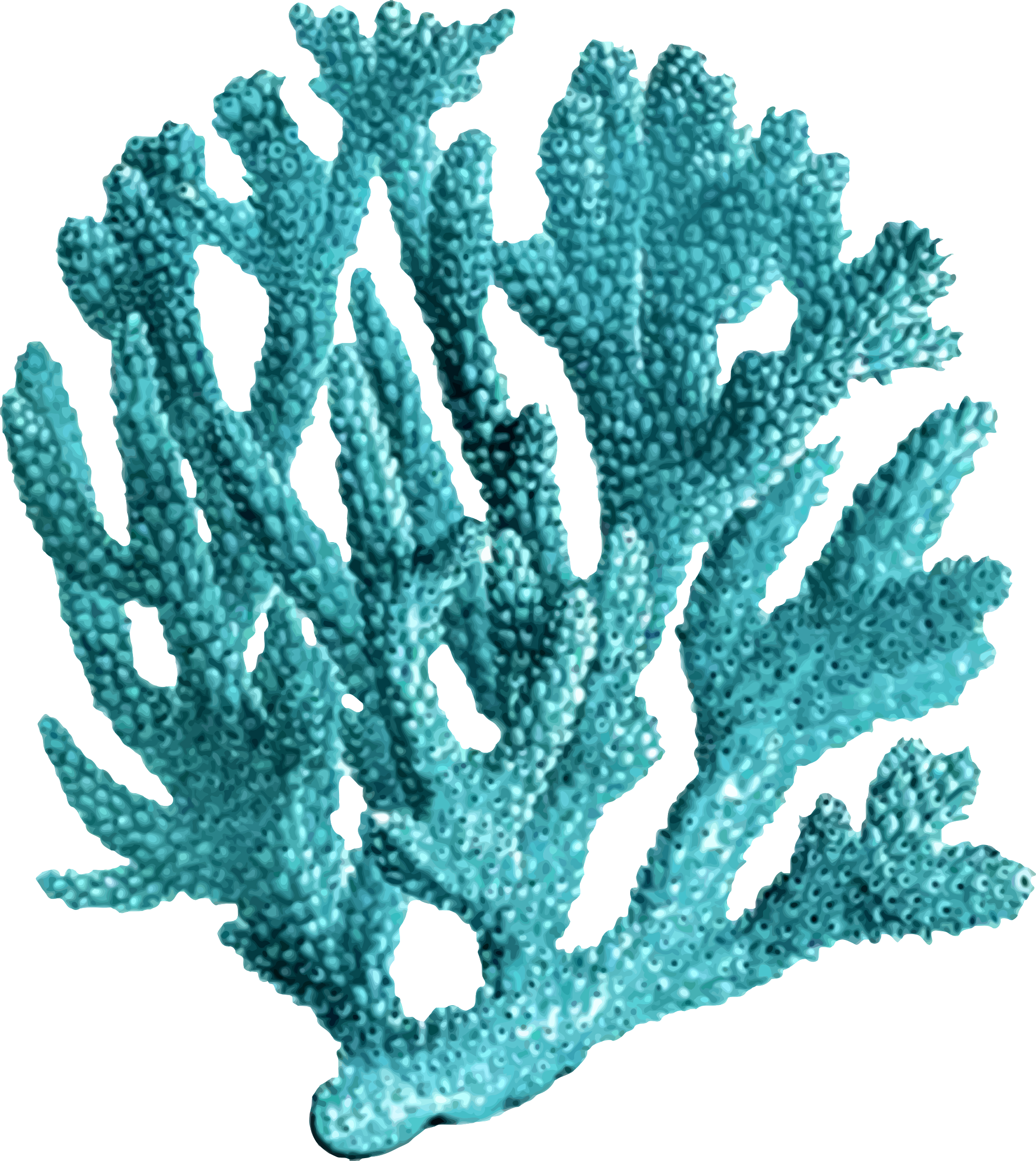 Coral 3 - Coral Png (2142x2400)