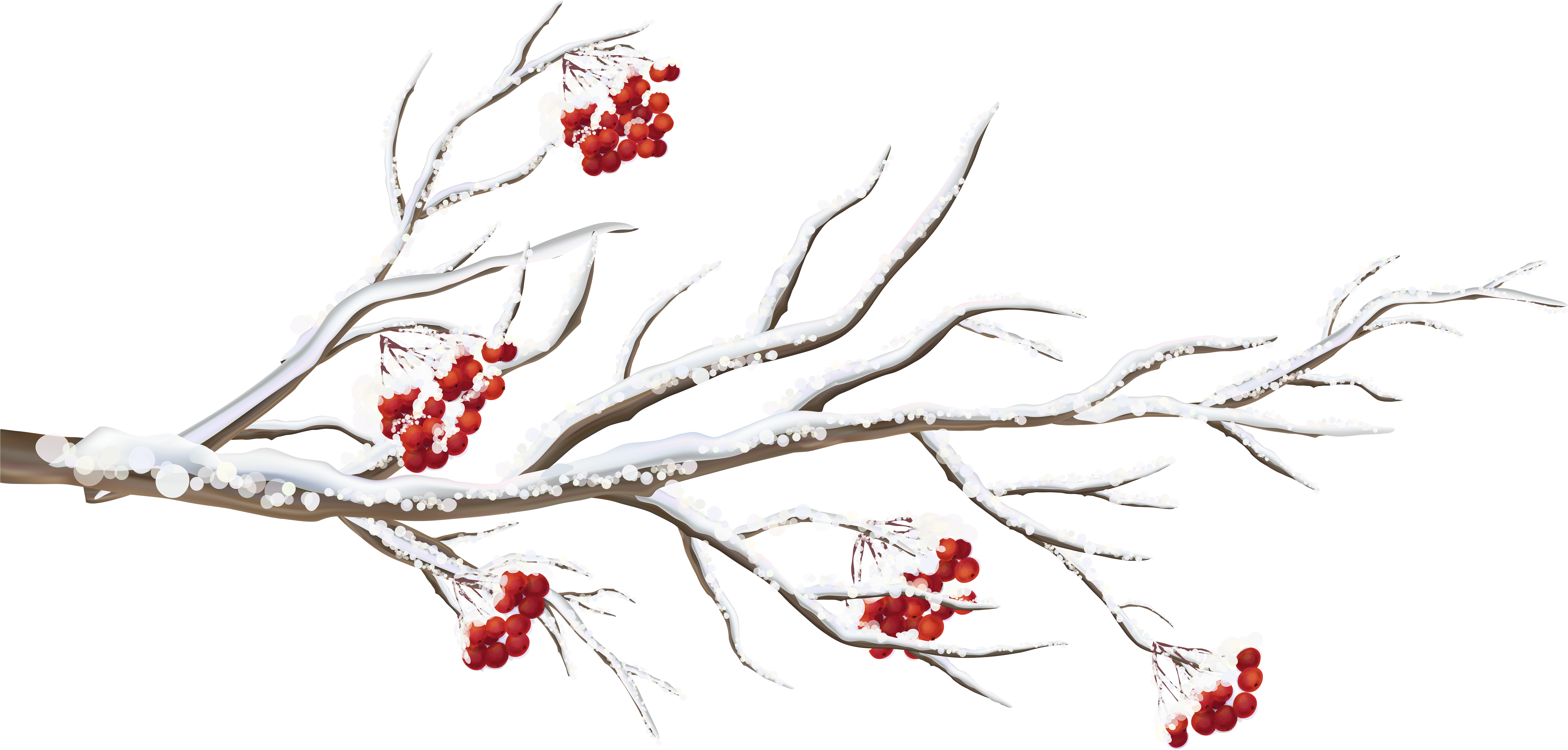 Winter Branch Png Clip Art Image - Wintry Cardinals Small Boxed Holiday Cards (8000x3917)