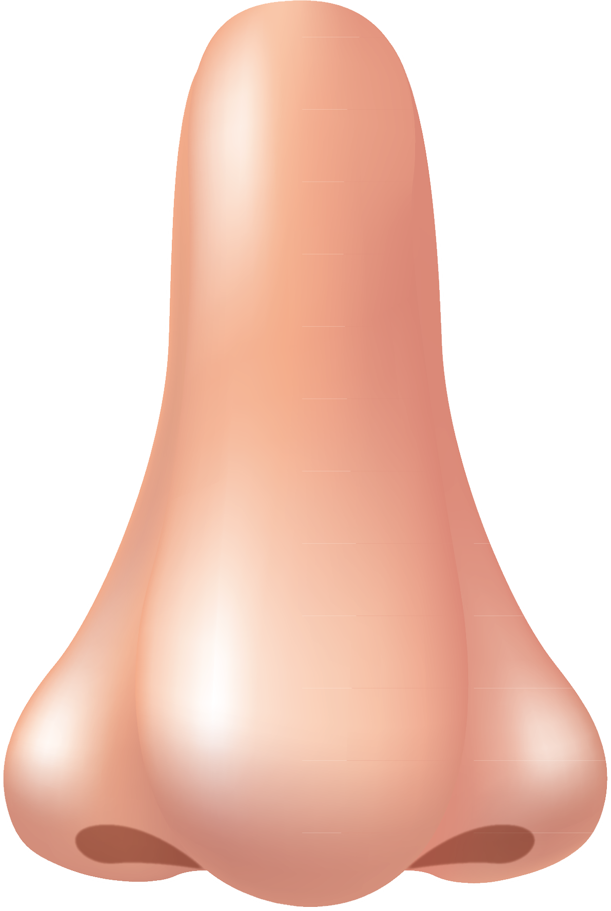 Nose Png Images Free Download Clipart Png - Nose Png (1191x1775)