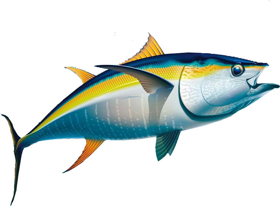 Yellowfin Tuna Fishing Albacore - Fishing & Dive Sites - Collier County Florida (1000x800)