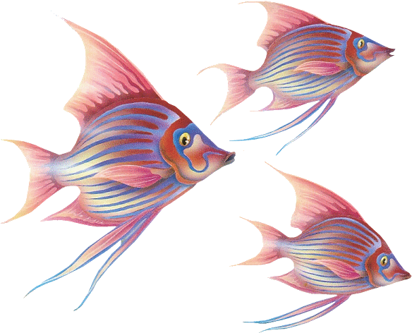 Fish Gifs - Deniz Canliları Png (596x484)
