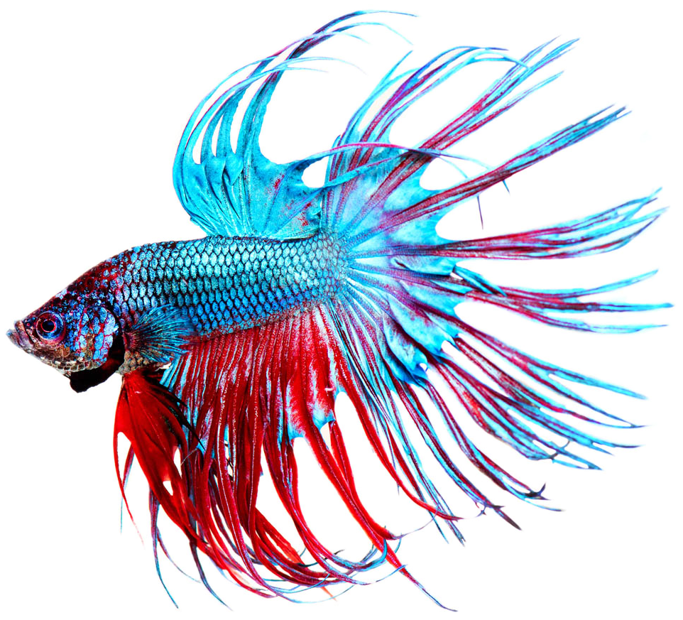 Siamese Fighting Fish Stock Photography Aquarium - Betta Fish Closeup (1100x976)