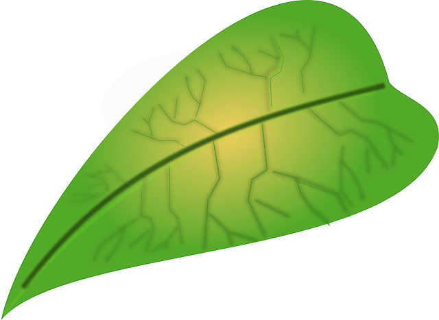 Vegetarian Leaf, Biology, Green, Vegetarian - ใบไม้ สี เขียว การ์ตูน (640x467)