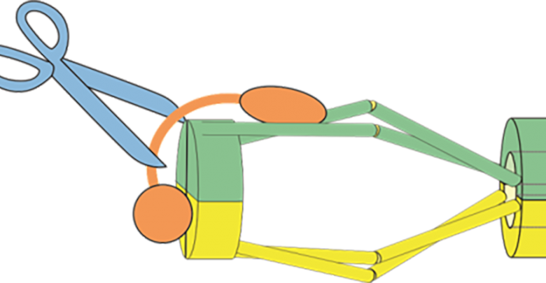 New Study Challenges Assumed Cell Division Process - Okinawa Institute Of Science And Technology (780x405)