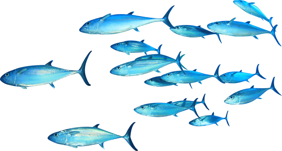 Download Png Image Report - Fitness Authority Omega-3 120 Capsules Lemon (982x527)