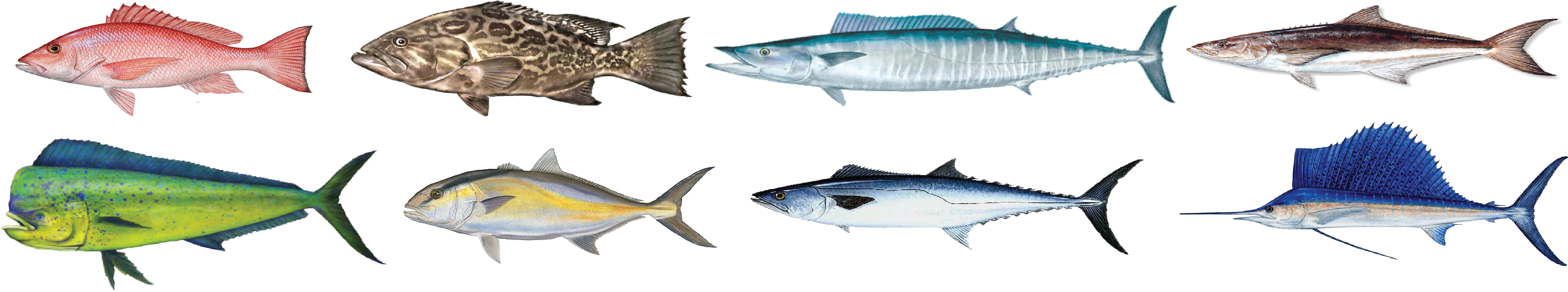 We Will Troll For Wahoo, Mahi , Tuna And Billfish - We Will Troll For Wahoo, Mahi , Tuna And Billfish (4921x971)