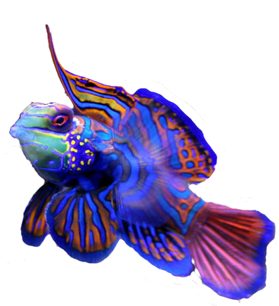 Saltwater Fish Stickers Messages Sticker-2 - Mandarinfish (466x496)