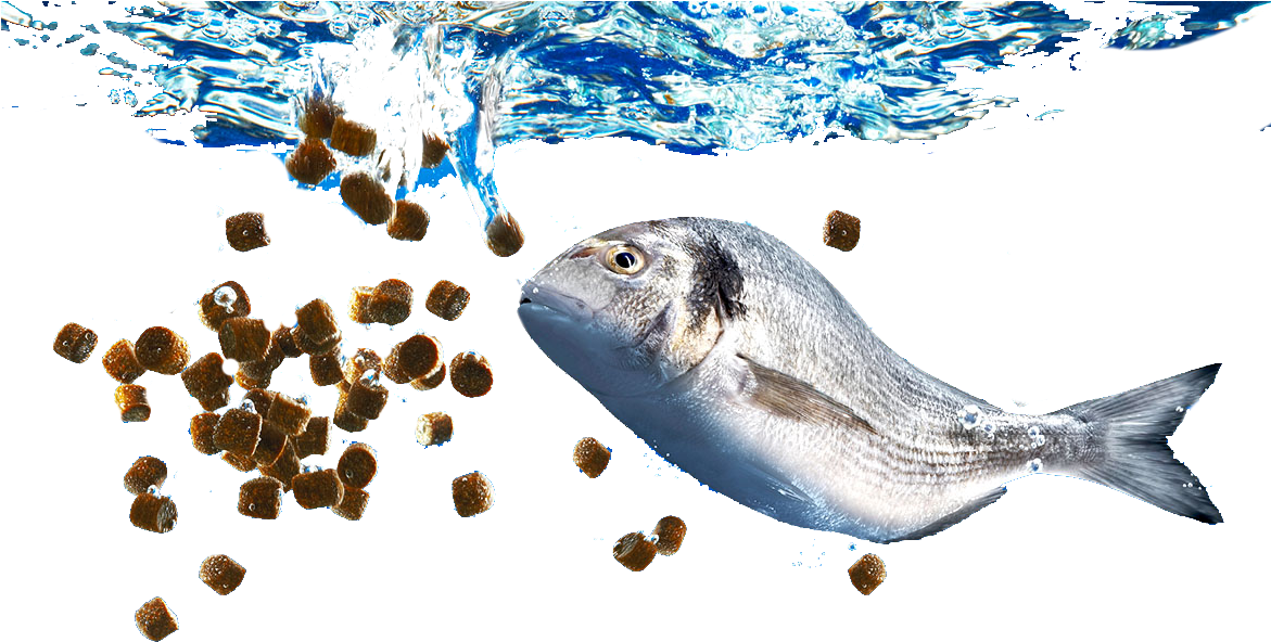 Fish feed. Feed and grow fish рыбы. Рыба. Feed and grow fish рыбы. Fish feed.