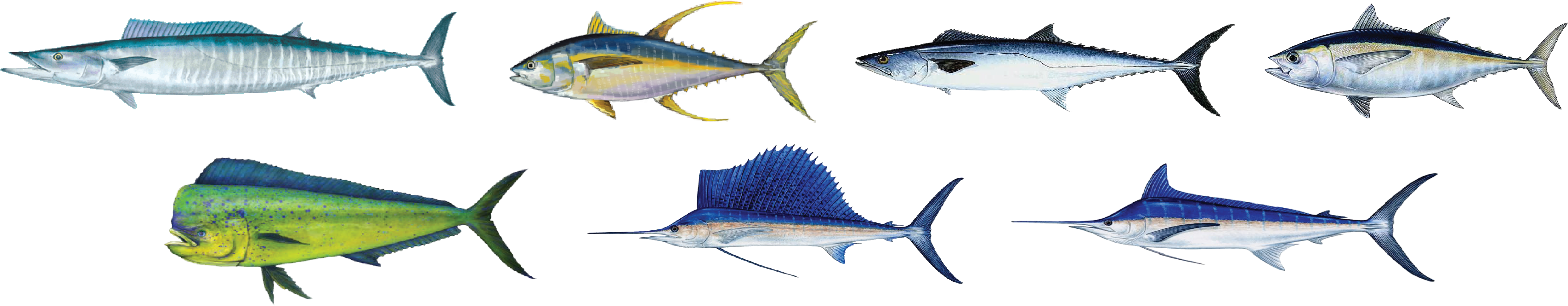 Gulfstream Pics - Blackfin Tuna Sticker (rectangle) (5000x1123)