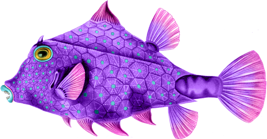 Here Are Some Wonderfully Colorful Sea Creatures To - Art Print: Ostraciontes Nature By Ernst Haeckel, 91x61in. (920x531)