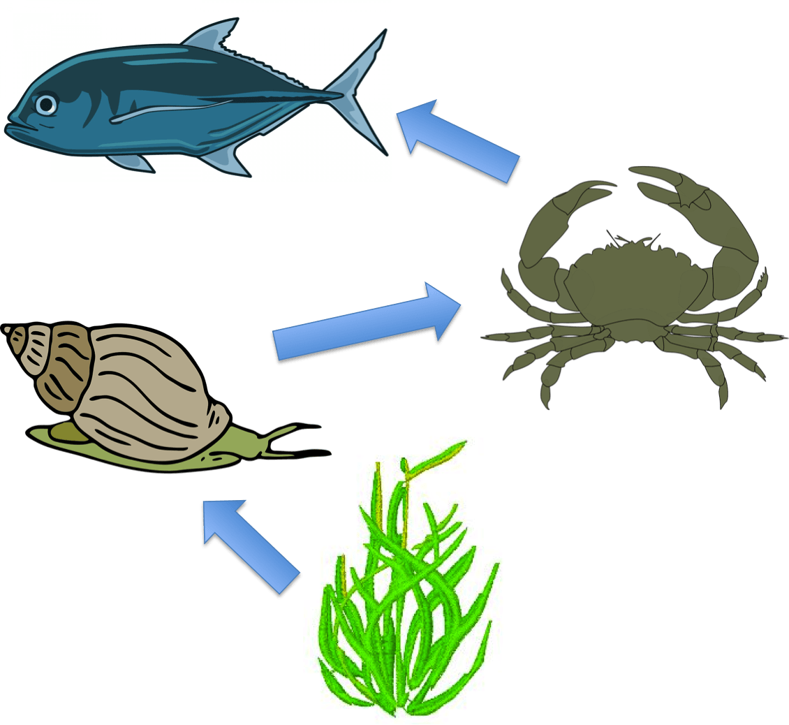Sea Grass Clipart Ocean Plant - Food Chain In The Sea (1130x1038)