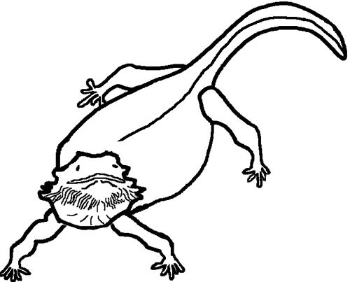 Pin Dragon Clipart Black And White - Bearded Dragon Head Drawing (500x403)