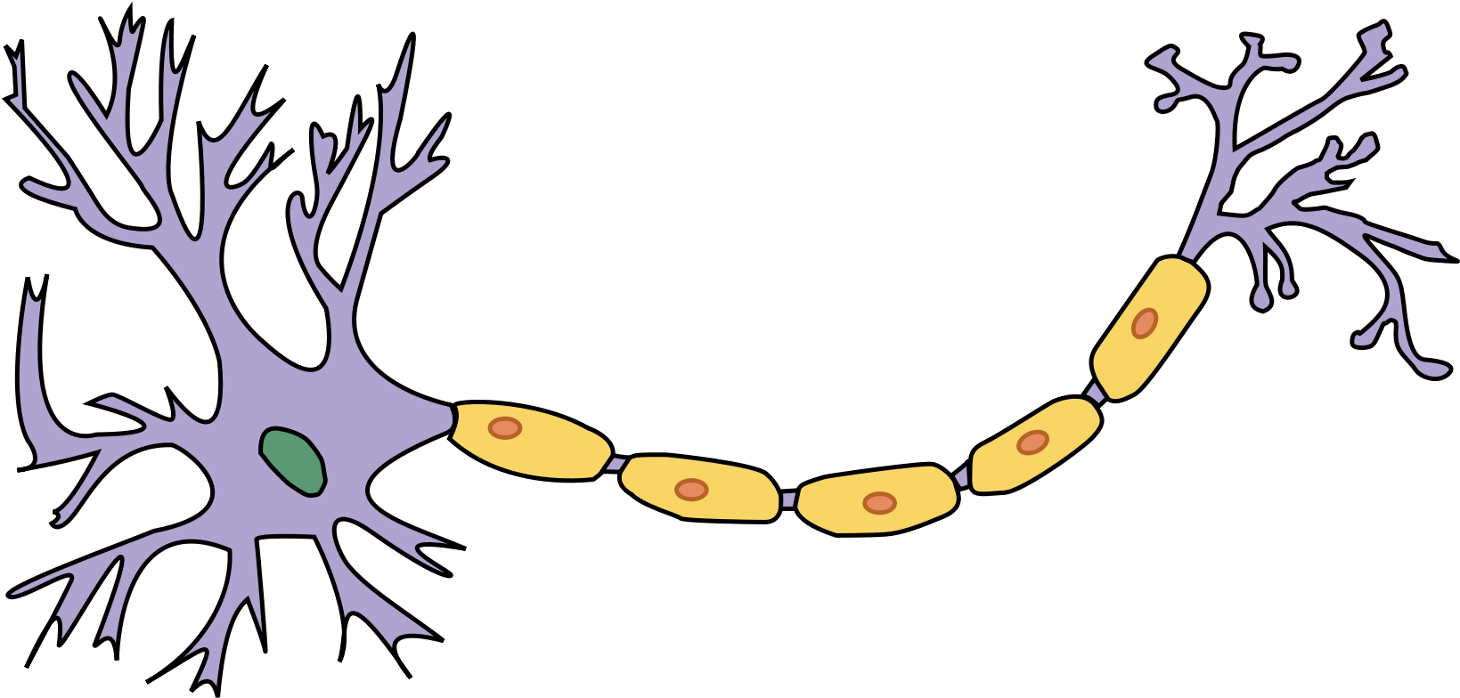Unlabeled Brain Diagram 20, Buy Clip Art - Neuron Without Labels (2000x1075)