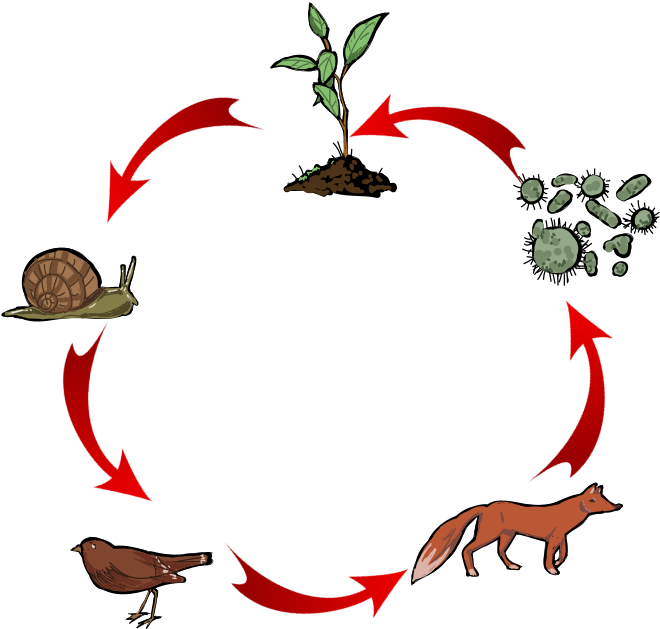 311 × 240 Pixels - Cadena Trófica De La Selva (994x768)