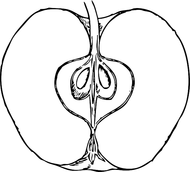Half Apple, Food, Fruit, Outline, Cross, Drawing, Open, - Cross Section Of An Apple (640x578)