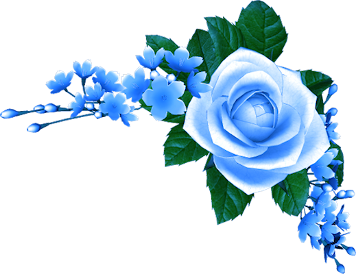 Blue Roses - Blue Rose Png Hd (519x400)