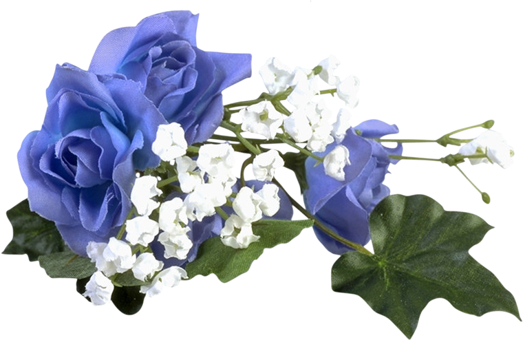 Blue Roses - Imagens Do Nome Andrea (785x530)