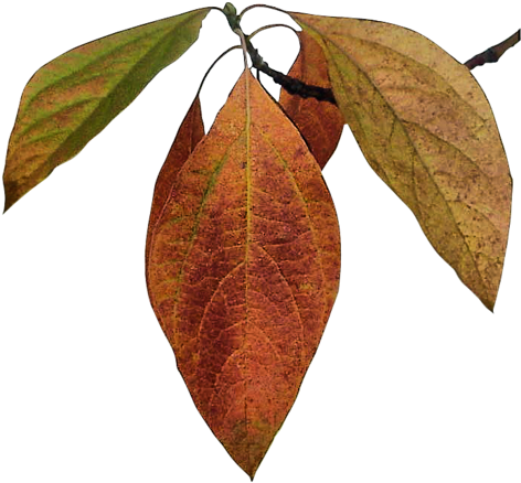 Feuilles Png Automnales - Black Gum (476x500)