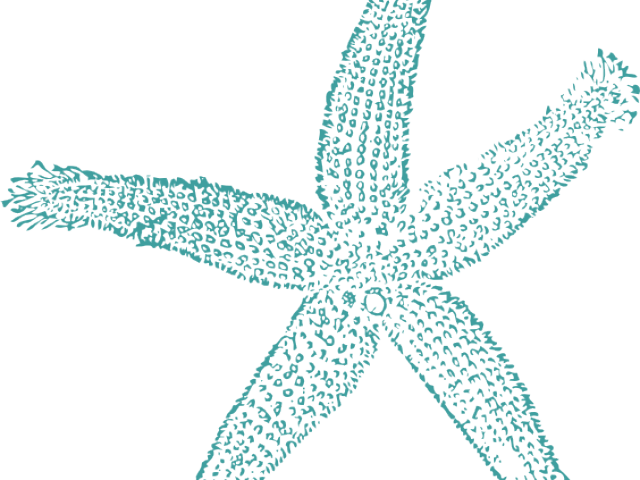 Starfish Clipart Teal - Estrellas De Mar Png (640x480)