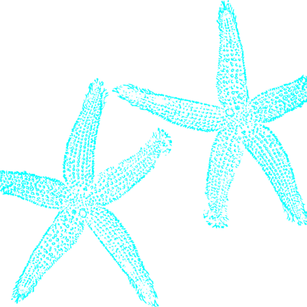 Starfish Clipart Turquoise Starfish Clip Art Clipart - Fish Clip Art (1024x1024)