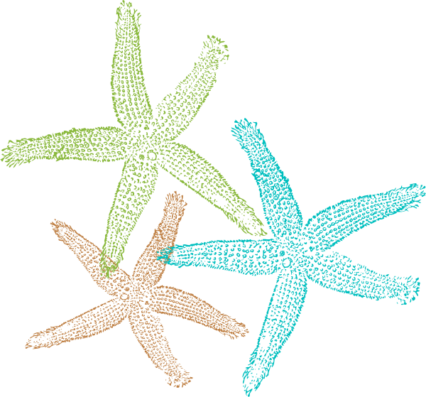 Starfish Png (600x559)